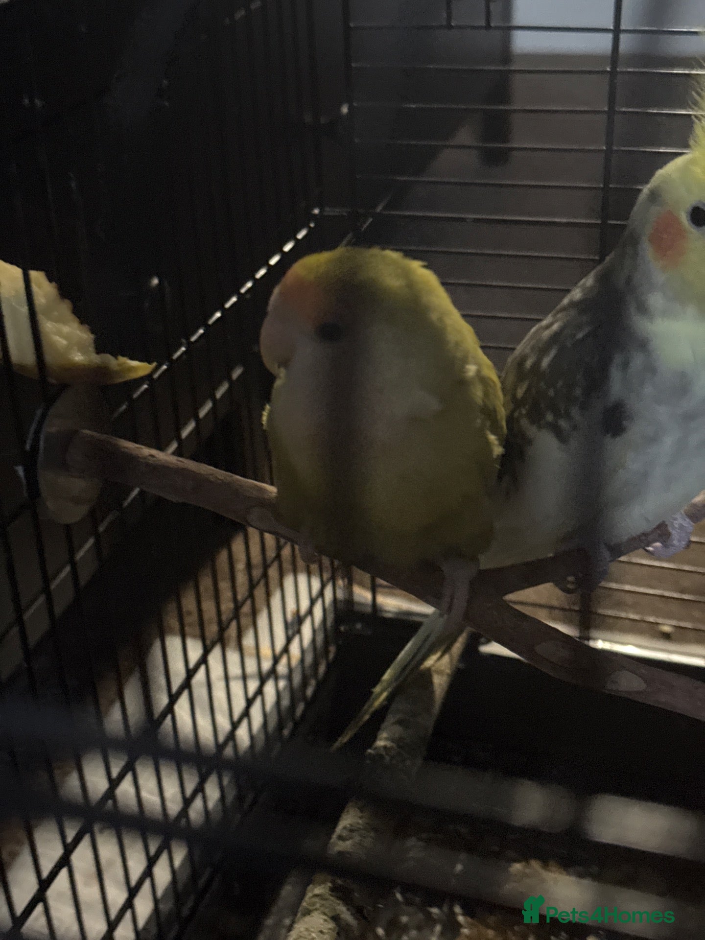 Lovebirds birds for sale: Beautiful lovebird - Advert 1