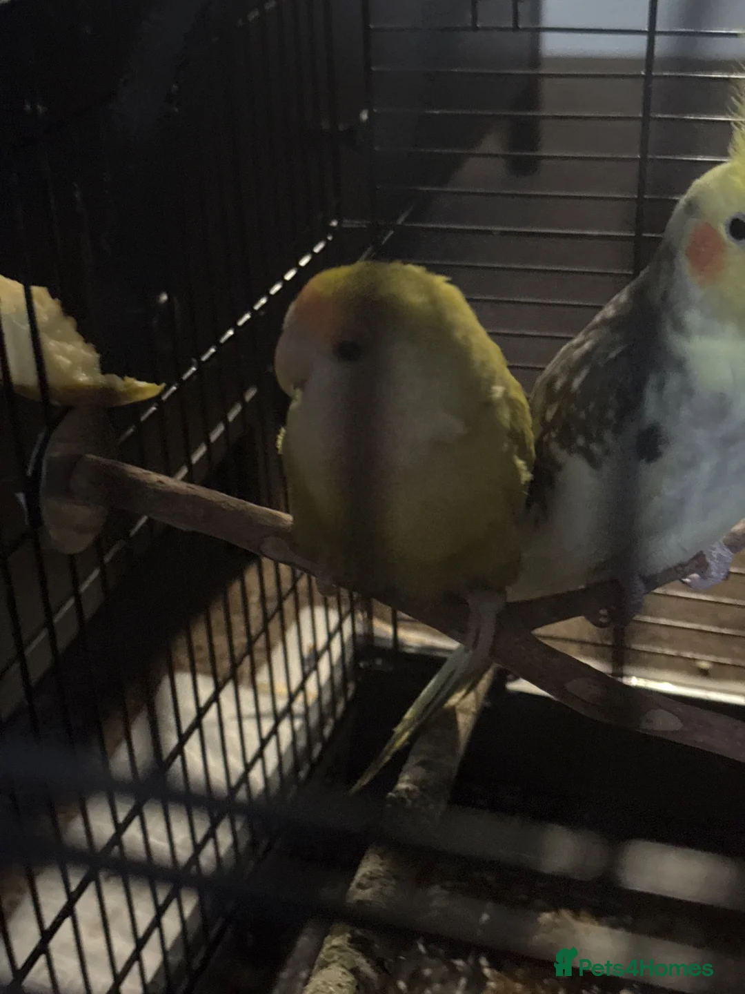 Lovebirds birds for sale: Beautiful lovebird - Advert 1