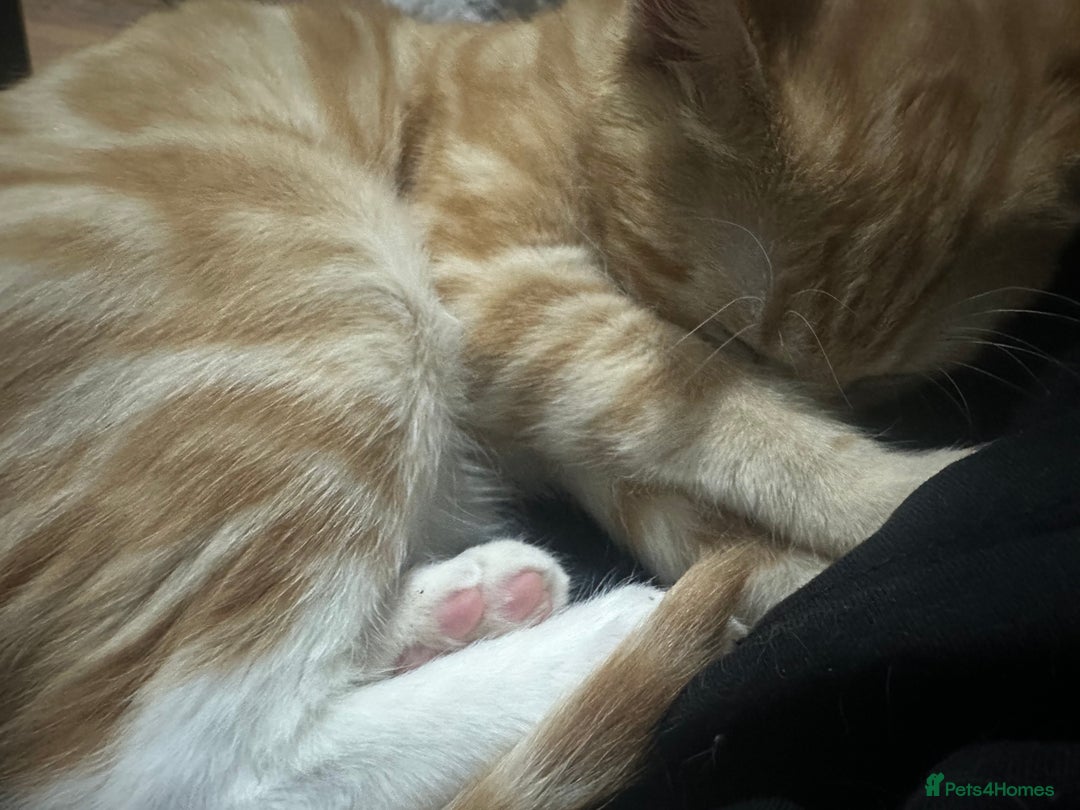 Ragdoll cats for sale: male kitten ragdoll cross bengal x  - Advert 10