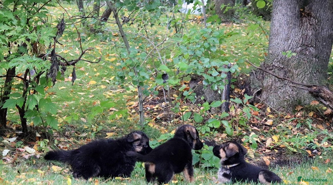 German Shepherd dogs for sale: 🐾Long-Haired German Shepherd Puppies for Sale! 🐾 - Advert 8