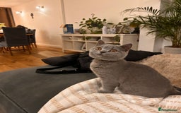 British Shorthair cats for sale: Beautiful British shorthair kitten  - Advert 5