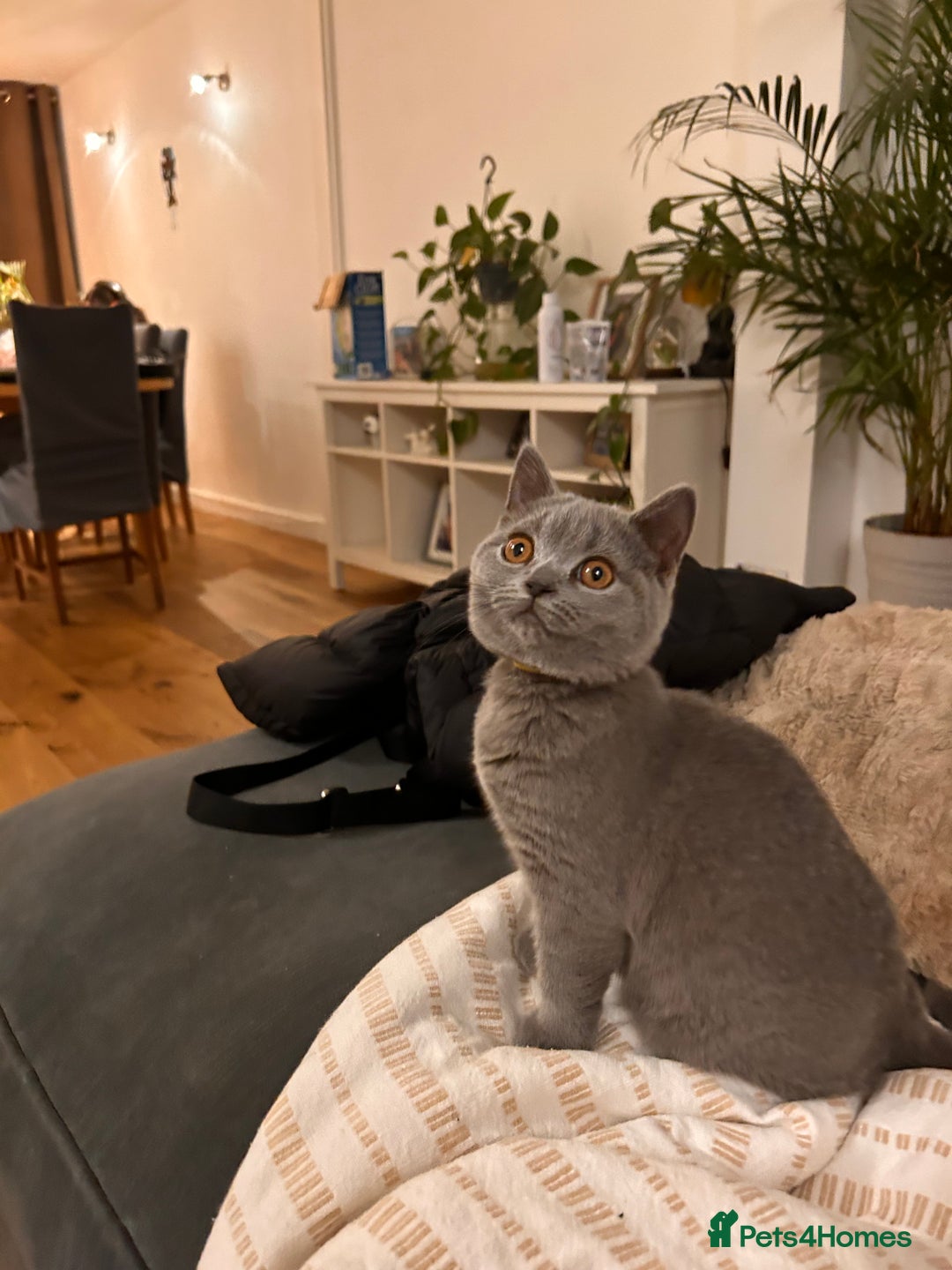British Shorthair cats for sale: Beautiful British shorthair kitten  - Advert 5