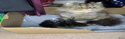 Persian cats for sale: Long Hair Persian / Ragdoll Kittens  - Advert 11