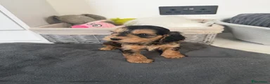 Cockapoo 4