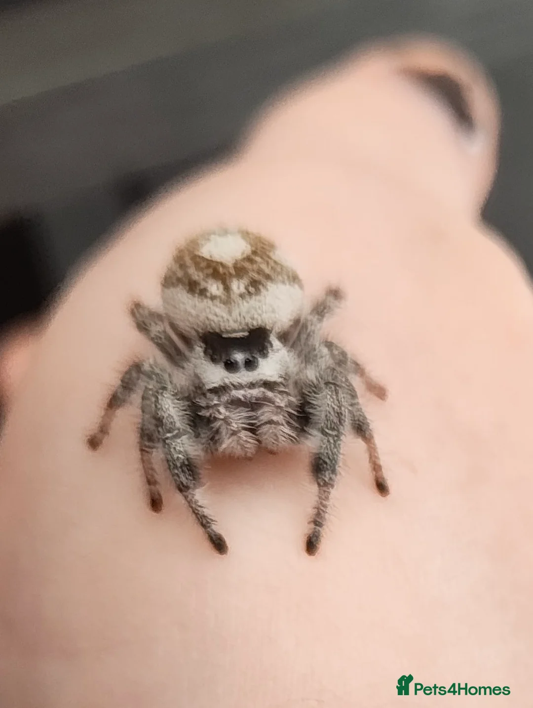 Spiders invertebrates for sale: Female jumping spider - Advert 2