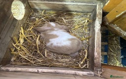 Mini Lop rabbits for sale: 2 Female Minilop Babies for sale £100 for the pair - Image 3