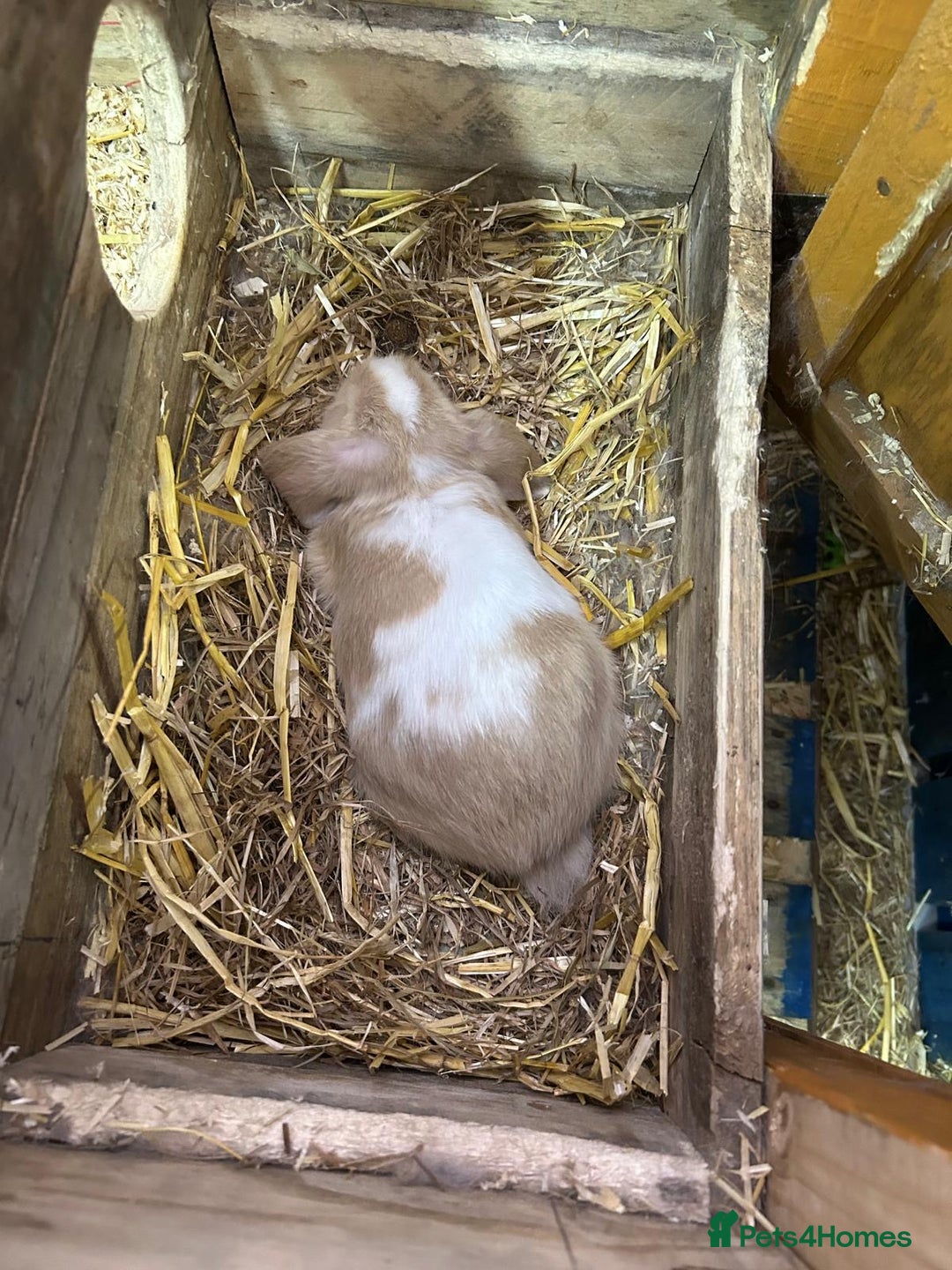 Mini Lop rabbits for sale: 2 Female Minilop Babies for sale £100 for the pair - Image 3