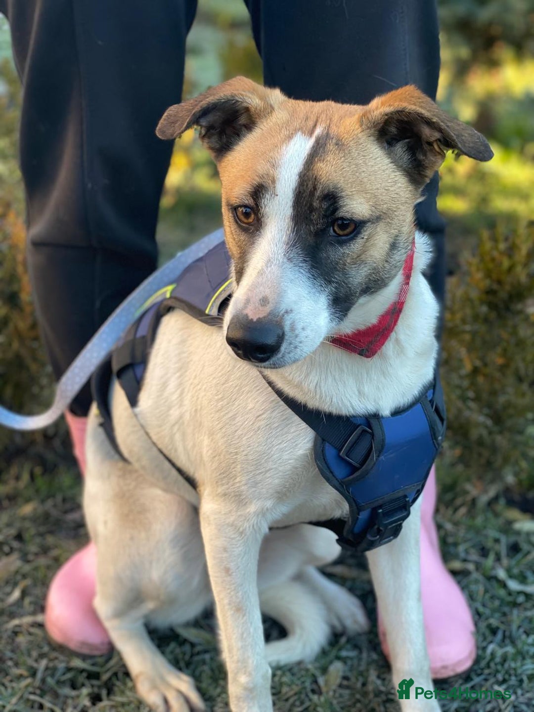 Mixed Breed dogs for adoption: 💖🐶 ZAYKA 🐶💖 - Advert 13