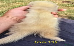 Ferret rodents for sale: Ferret kits - Image 16