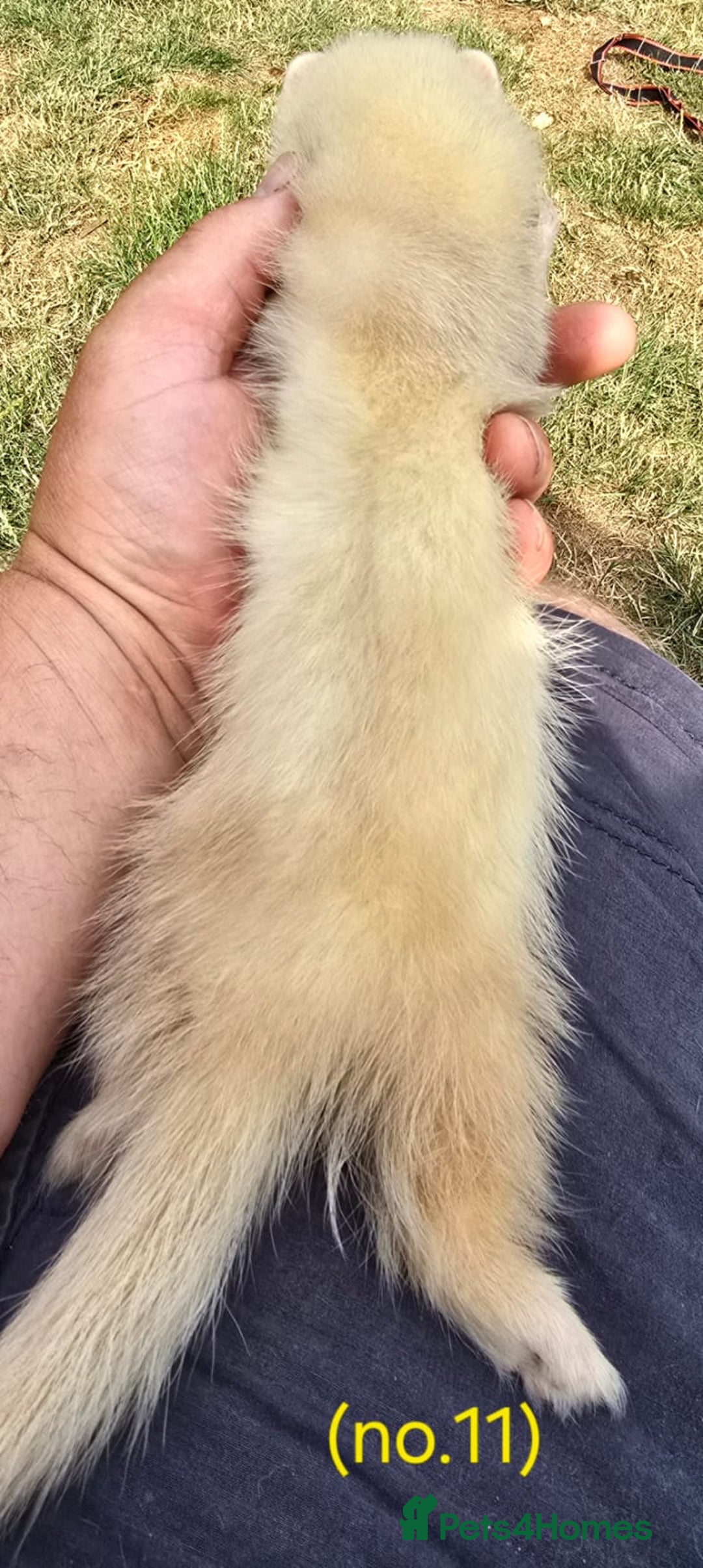Ferret rodents for sale: Ferret kits - Image 16
