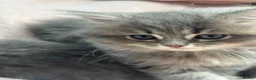 Scottish Fold cats for sale: Absolutely stunning Scottish straight kittens  - Advert 3