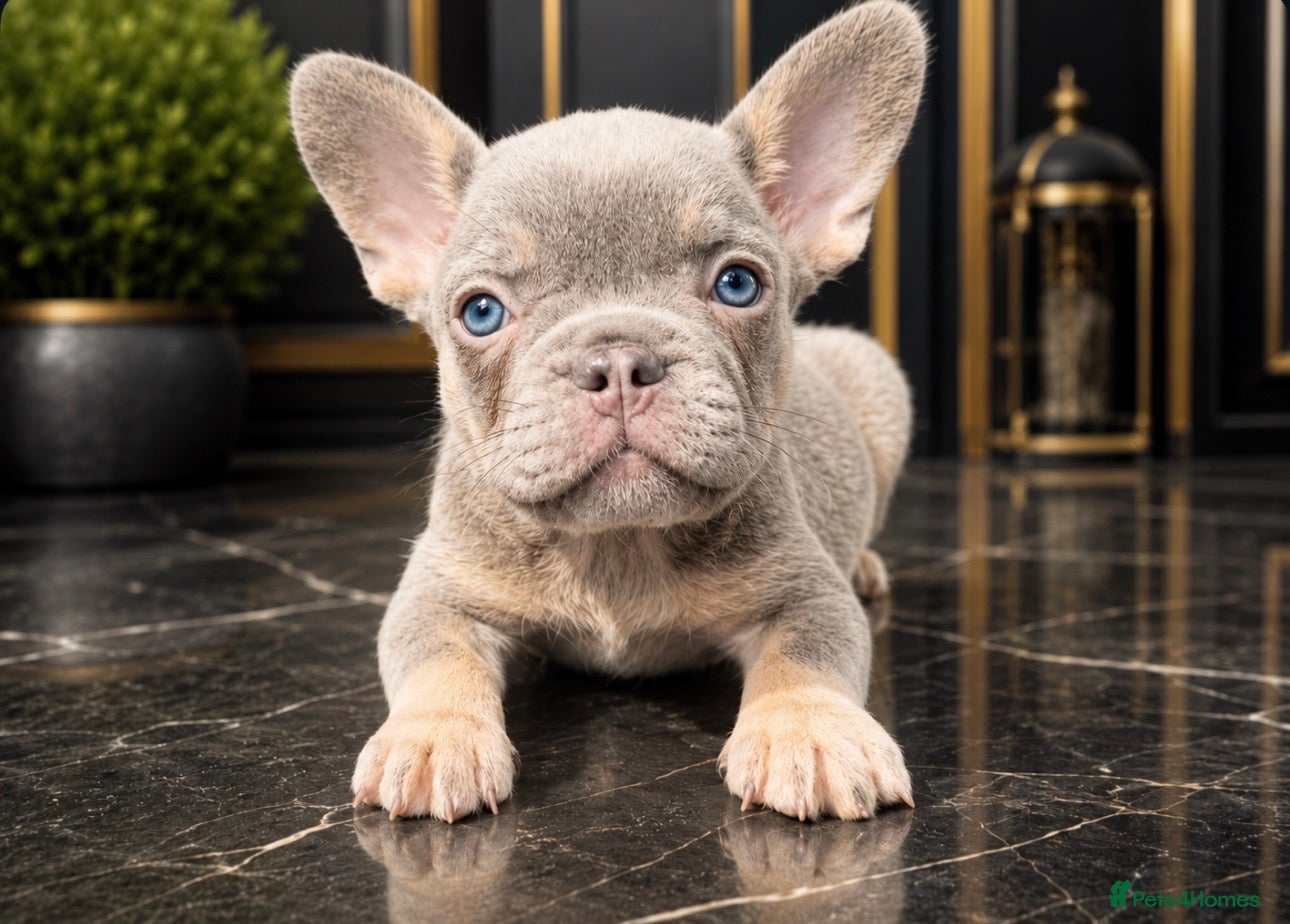 French Bulldog dogs Stunning Quality KC French Bulldog Puppies  - Advert 19