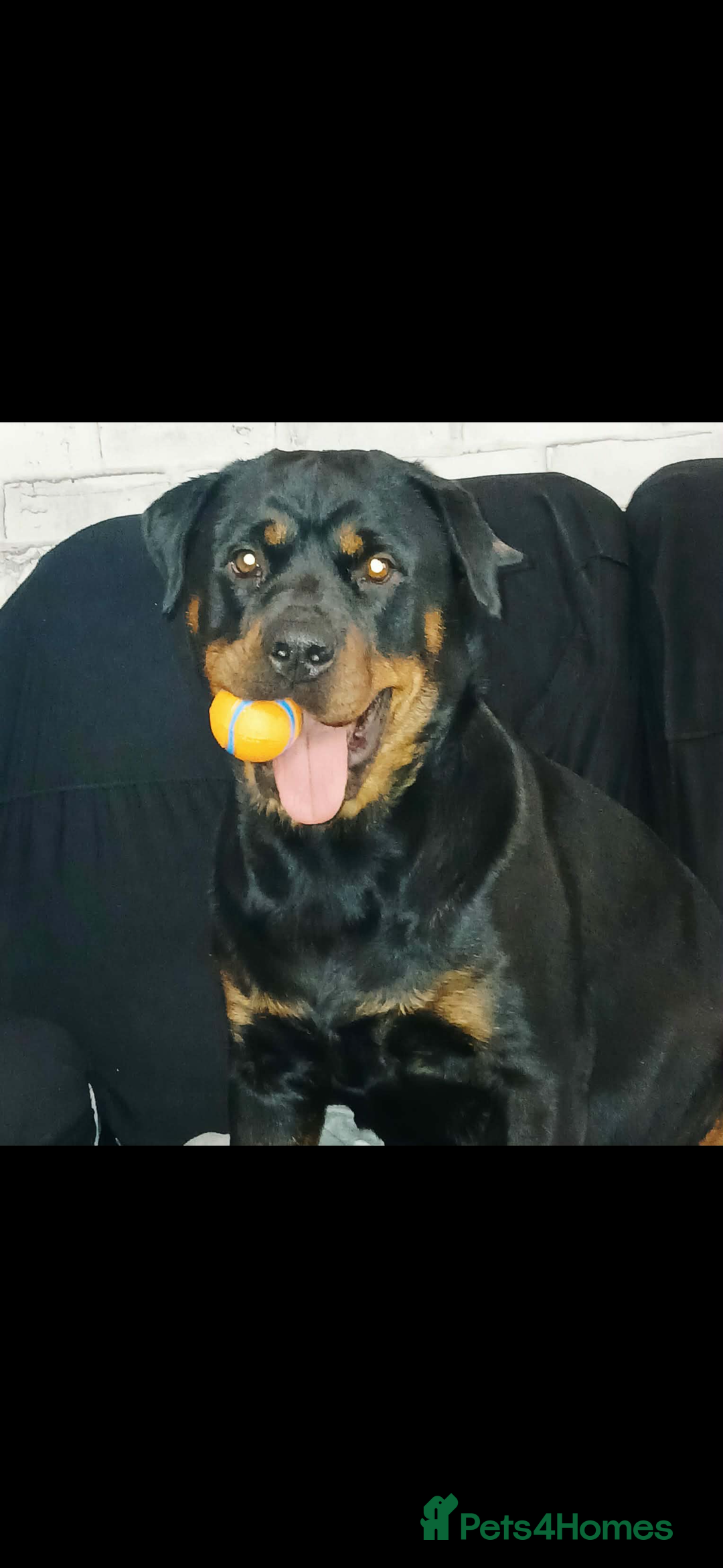 Rottweiler dogs for sale: 6 MONTH OLD MALE ROTTWEILER  - Advert 2