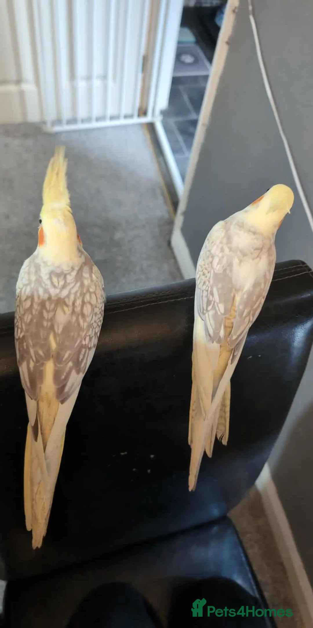 Cockatiels birds for sale: 2 twin brother cockatiels  - Advert 6
