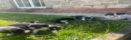 Border Collie dogs for sale: 5 Border Collie Puppies in Malton - Advert 1