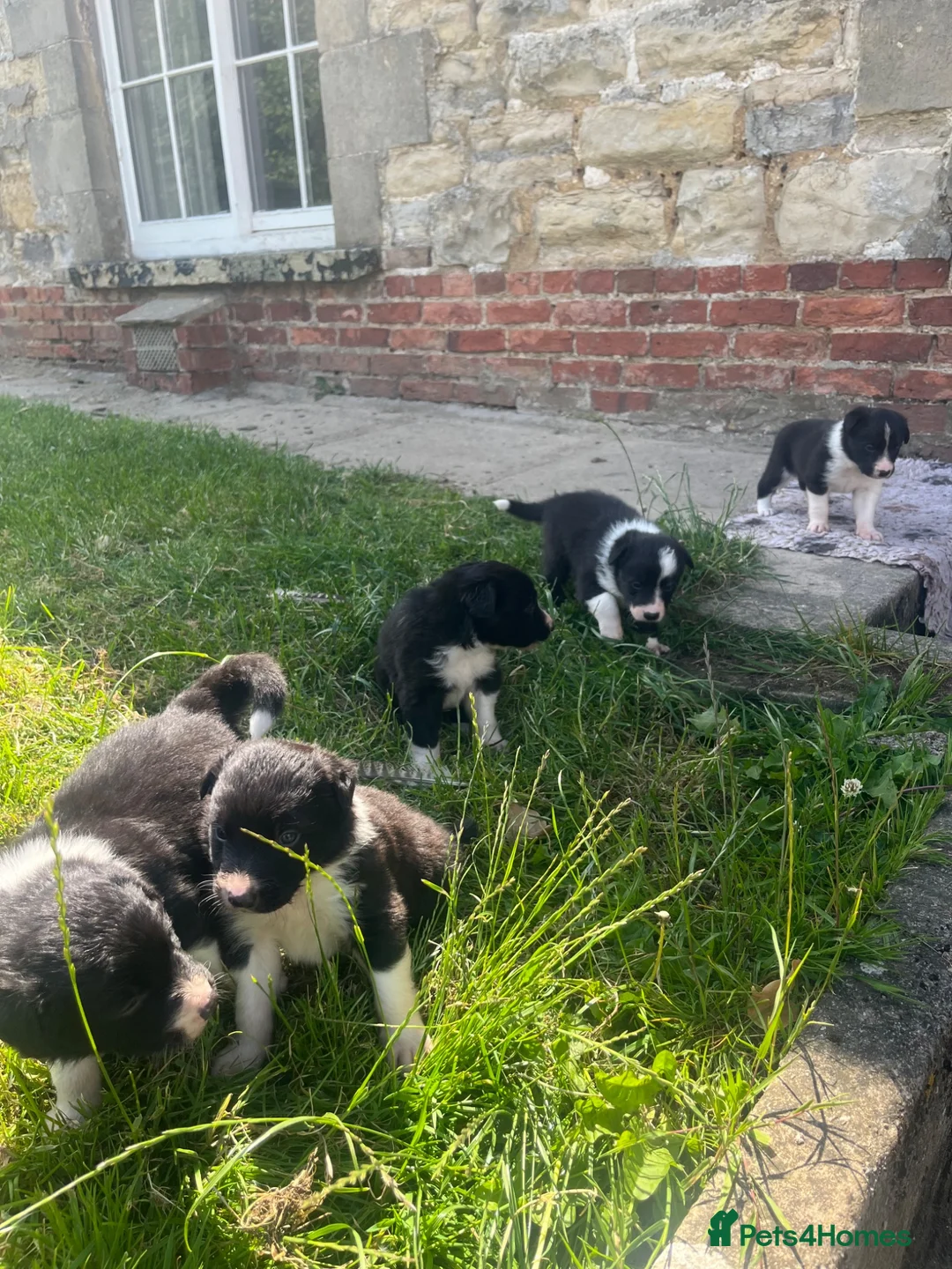 Border Collie dogs for sale: 5 Border Collie Puppies in Malton - Advert 1