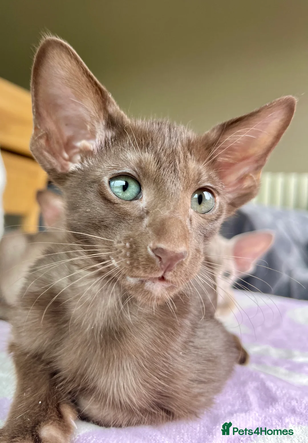 Oriental cats for sale: Supreme pedigree Oriental kittens GCCF reg - Advert 32