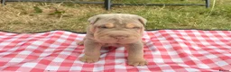 Shar Pei dogs for sale: KC REGISTERED RARE LILAC TAN SHAR-PEI - Advert 34