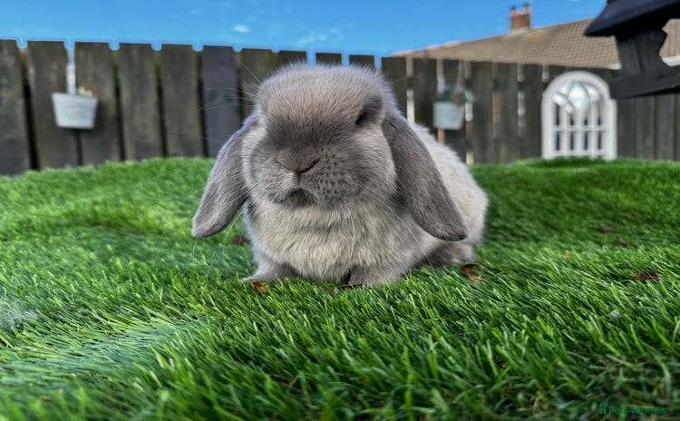 Mini Lop rabbits - Advert 5