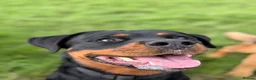 Rottweiler dogs for sale: Athena sweet girl Looking for Loving Home - Advert 9