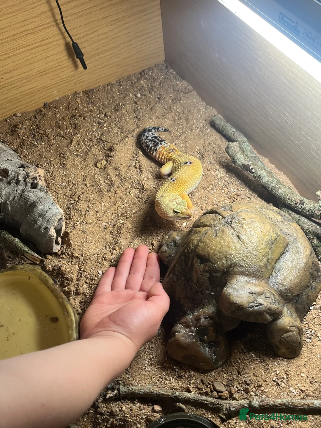 Leopard Gecko reptiles for sale: Female leopard gecko - Advert 3