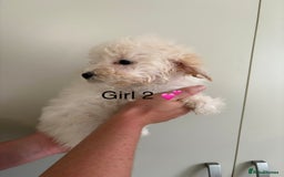 Poochon dogs for sale: Poochon puppies - Image 3