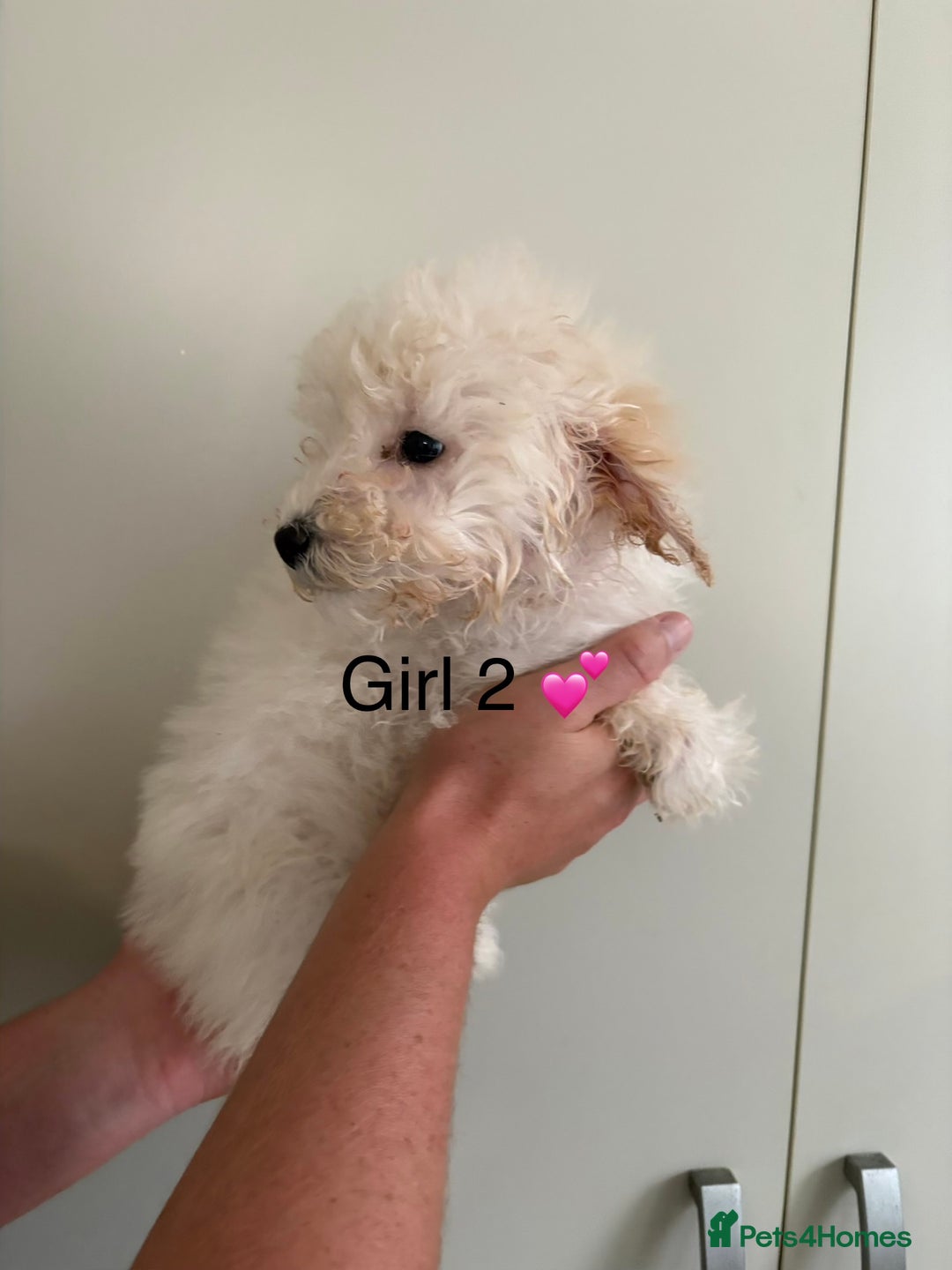 Poochon dogs for sale: Poochon puppies - Image 3