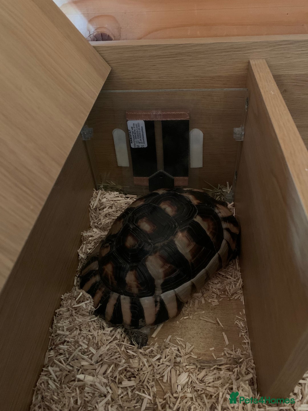 Tortoise reptiles for sale: Marginated Tortoise - Image 6