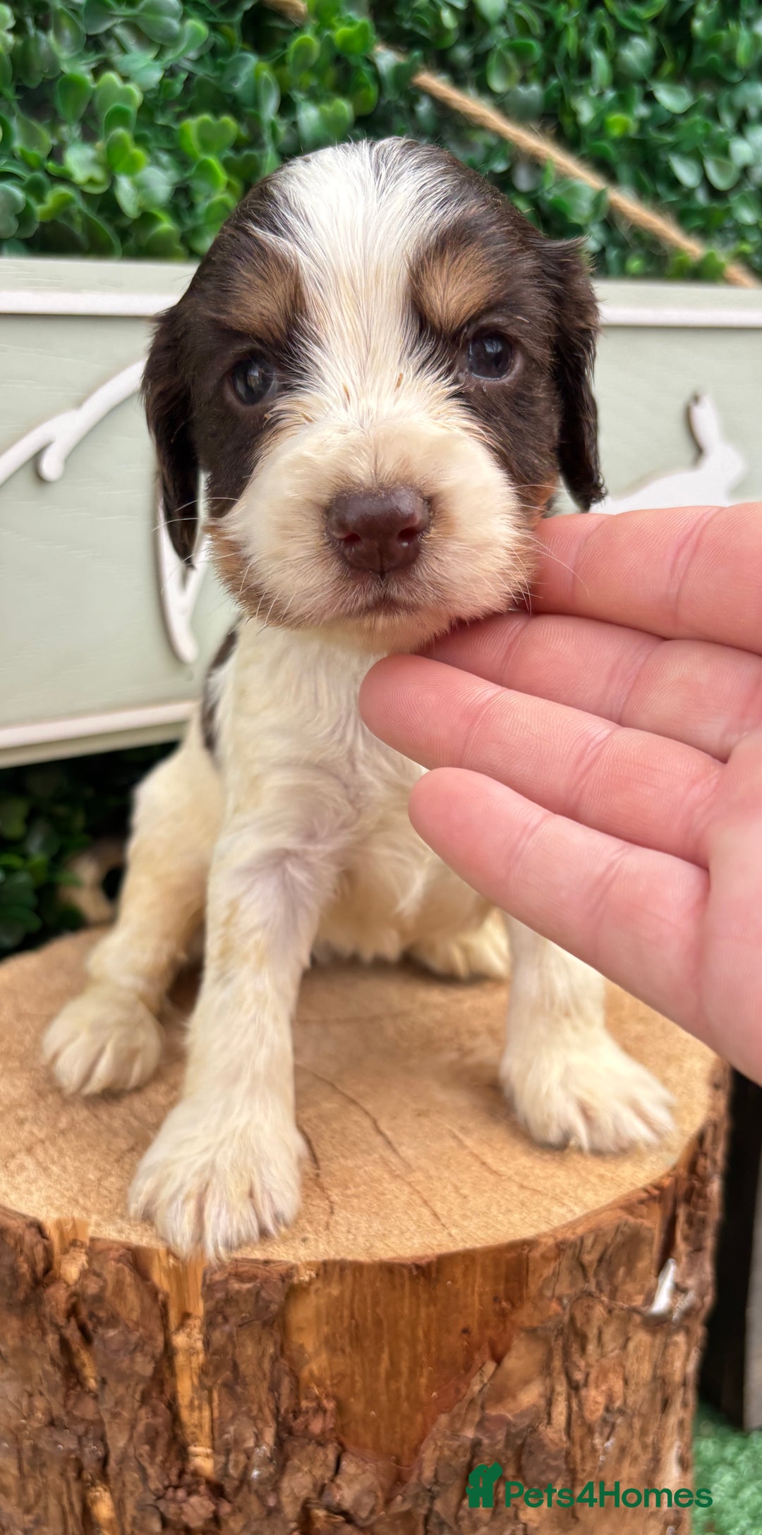 Cocker Spaniel dogs for sale: 🌟 cocker spaniel puppies 🌟 - Image 8