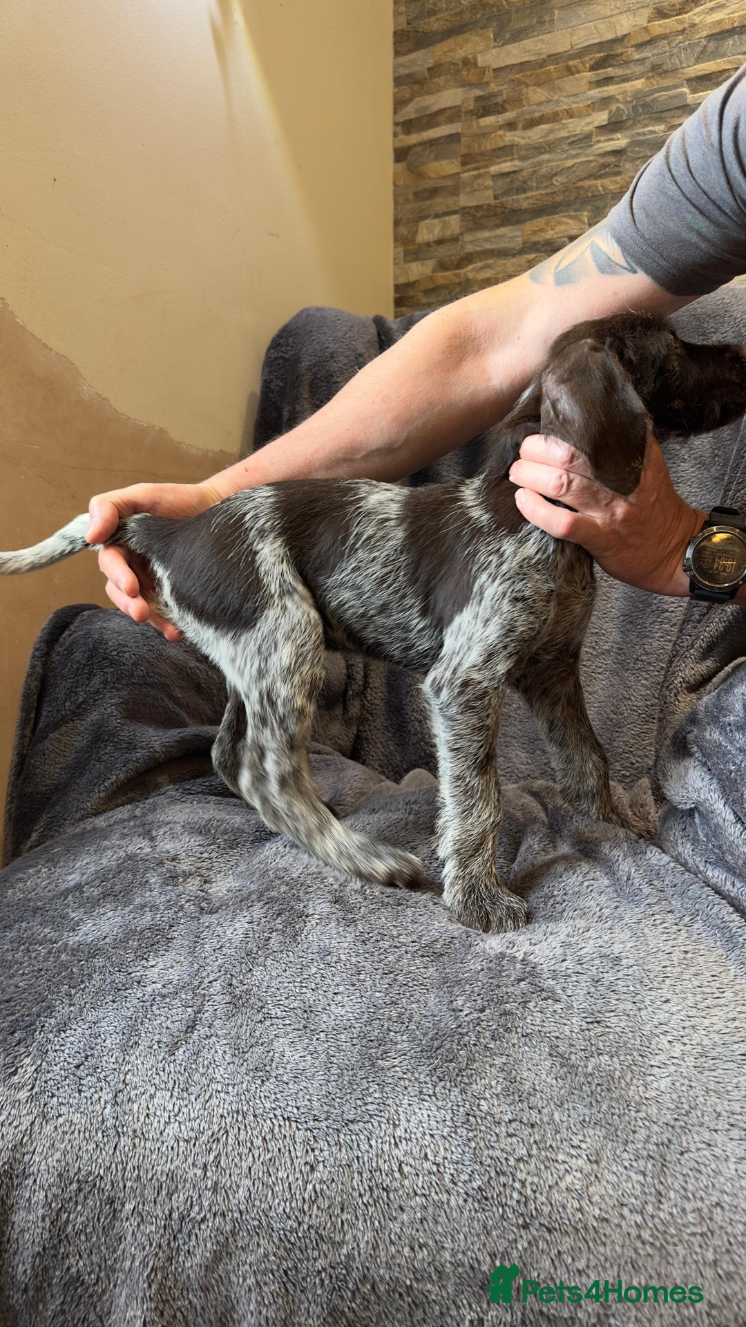 German Wirehaired Pointer dogs for sale: GWP Pups for sale field bloodlines land waterfowl  in Preston - Image 9