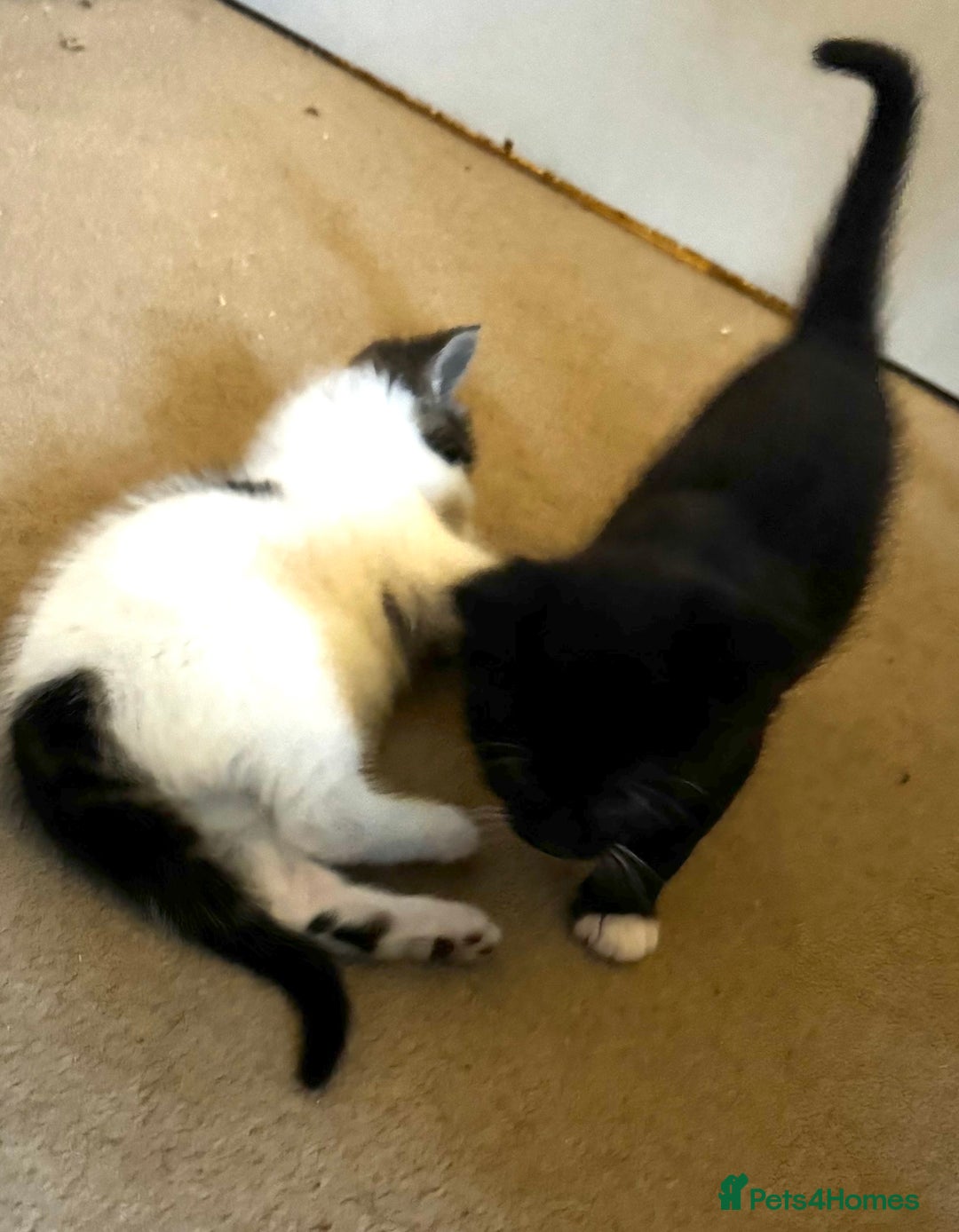 Domestic Shorthair cats for sale: Gorgeous boy and girl kittens  - Image 14