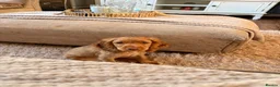 Cocker Spaniel dogs for sale: Honey sable cocker spaniel  in London - Advert 7