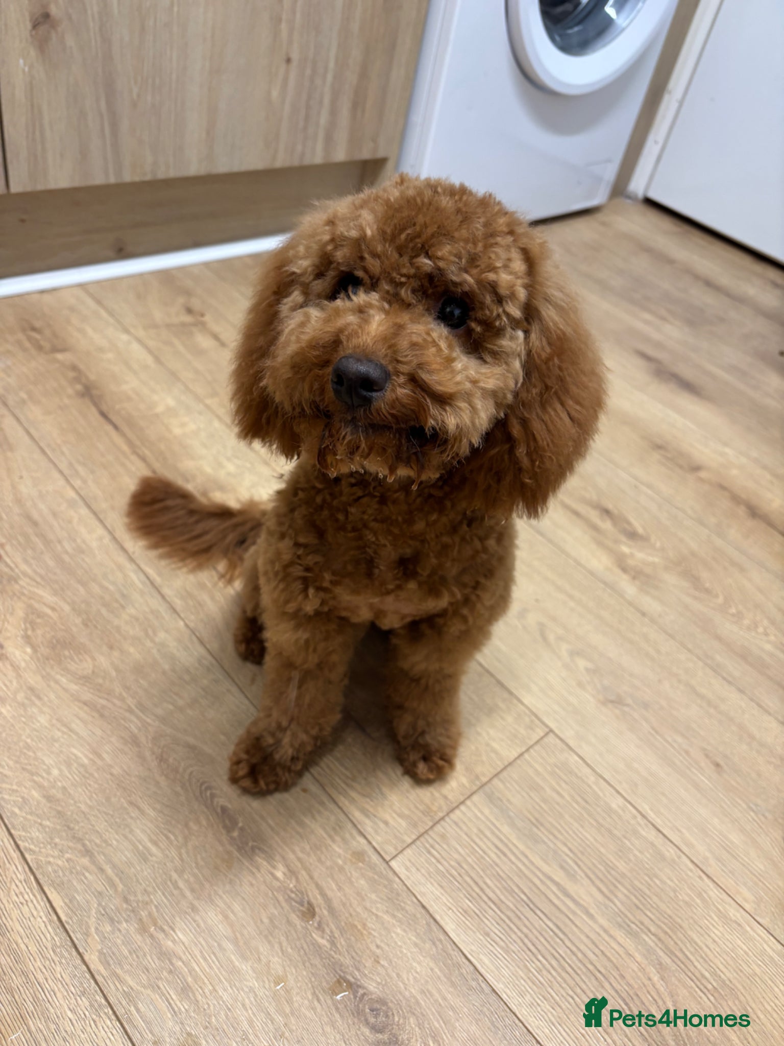 Cockapoo dogs F1b toy Cockapoo girl  - Advert 2