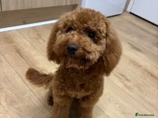 Cockapoo dogs F1b toy Cockapoo girl - Advert 2