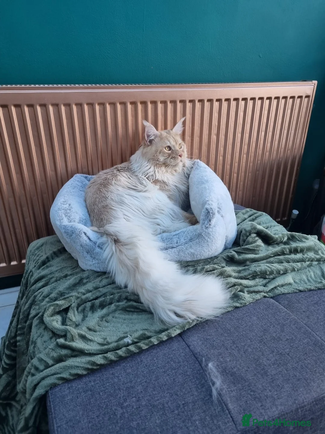 Maine Coon cats for stud: Dual registered Champion winner Maine coon stud in Manningtree - Advert 4