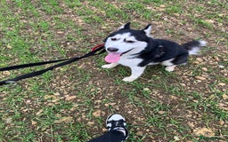 Siberian Husky dogs for sale: Thor  - Image 5