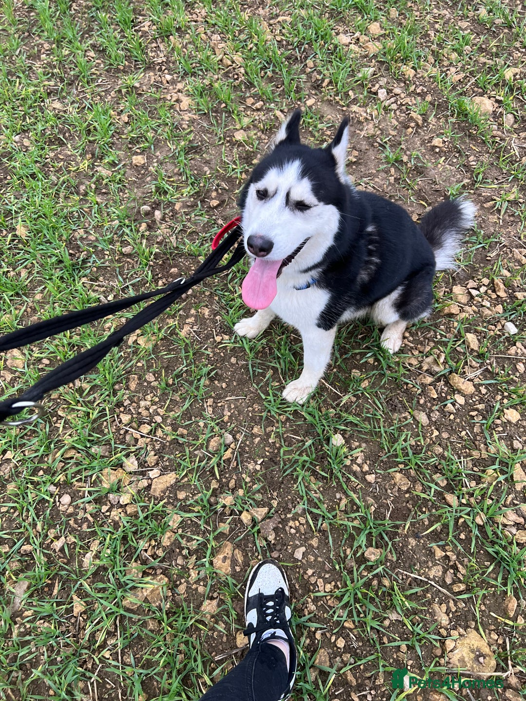 Siberian Husky dogs for sale: Thor  - Image 5