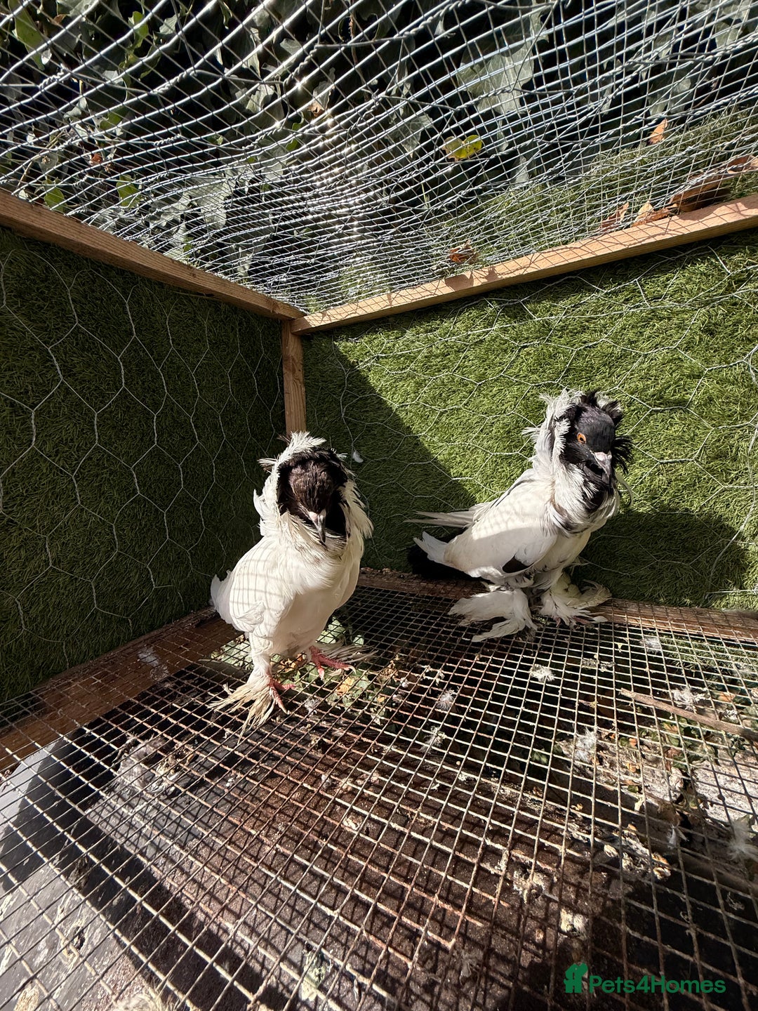 Pigeons birds for sale: Pigeons for sale - Image 29