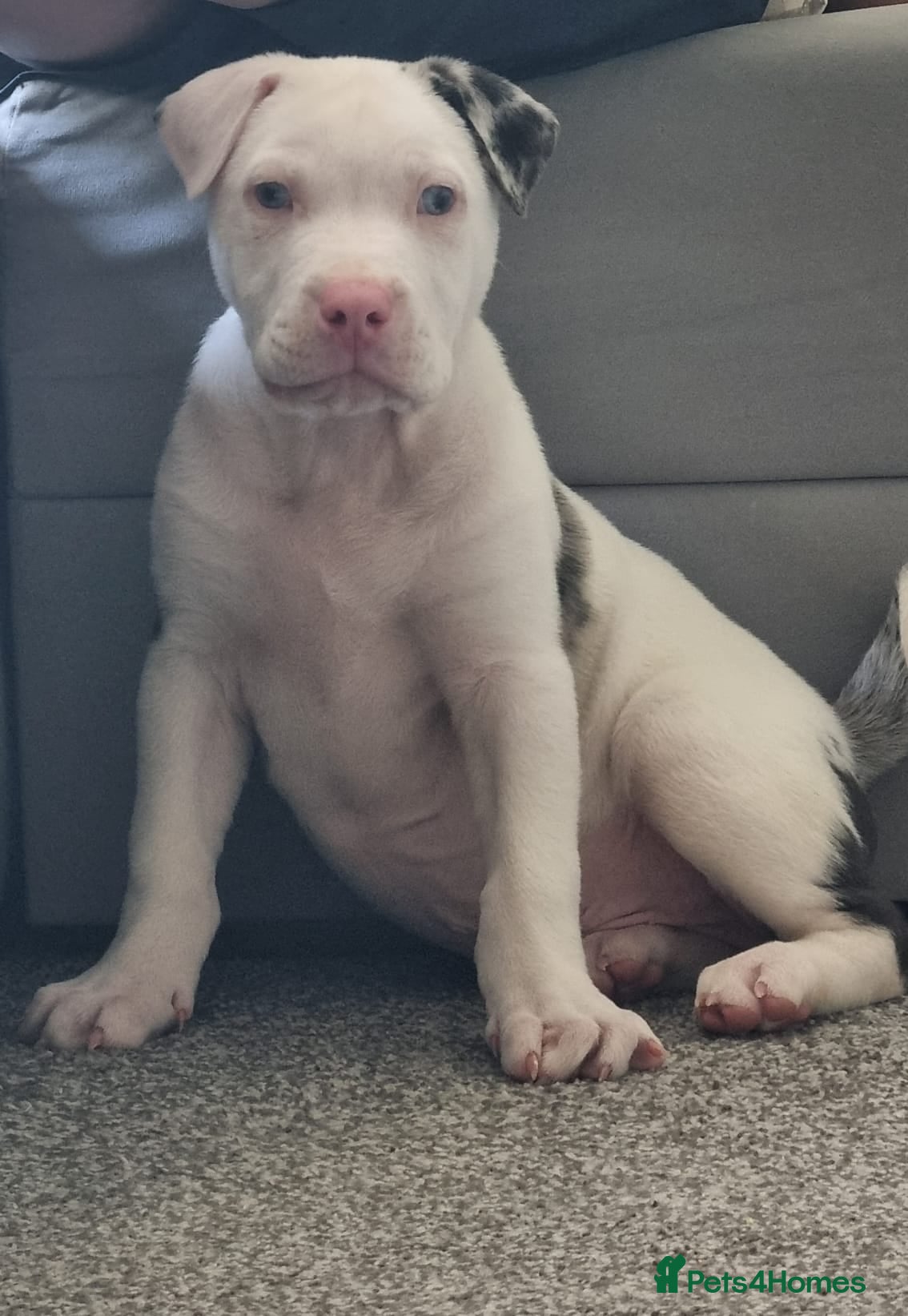 American Bull Staffy dogs American staffie in need of rehoming - Advert 3