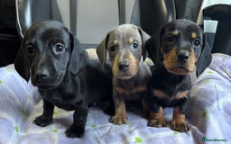 Dachshund dogs for sale: GORGEOUS KC REG STANDARD MALE PUPS  - Advert 15