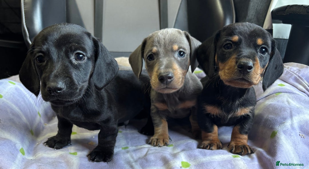 Dachshund dogs for sale: GORGEOUS KC REG STANDARD MALE PUPS  - Advert 15