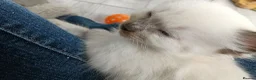 Ragdoll cats for sale: GCCF Registered ragdoll kittens available 28 Aug.  in Lincoln - Advert 28
