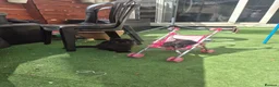 Mixed Breed cats for sale: 2 Boy Kittens in Mitcham - Advert 3