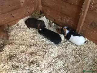 Guinea Pig rodents Female guinea pigs baby males and adult male - Advert 19