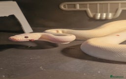 Python Snake reptiles for sale: Albino ball python - Advert 3