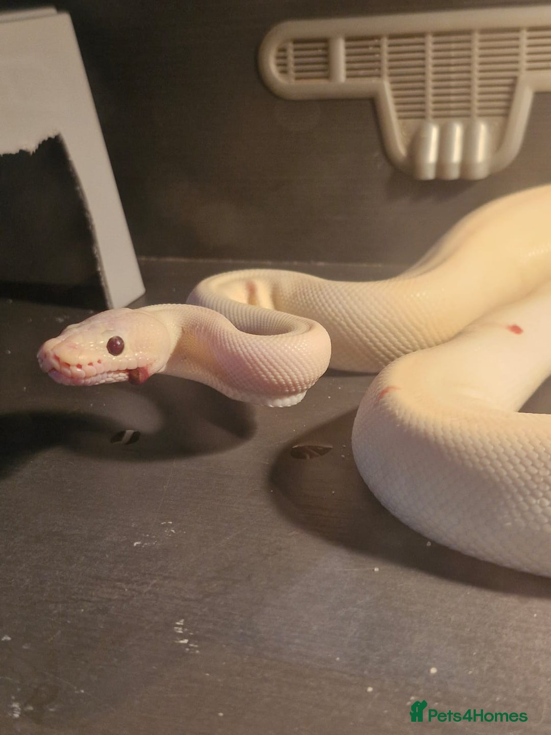 Python Snake reptiles for sale: Albino ball python - Advert 3