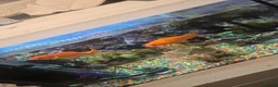 Goldfish fish for sale: Fish with tank in Saltburn-by-the-Sea - Advert 6