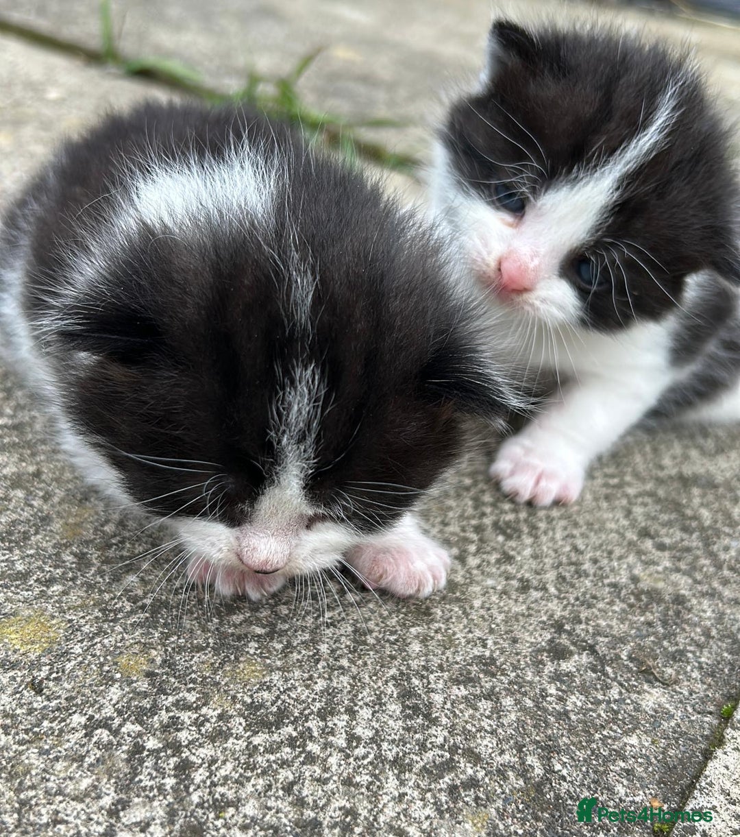 Domestic Shorthair cats for sale: Two 8 week old kittens - Advert 2