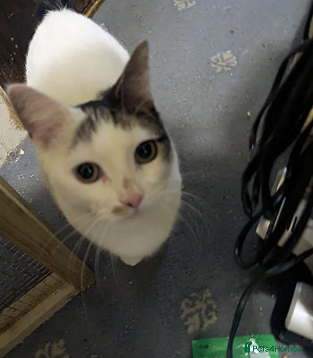 Mixed Breed cats for adoption: BELLA - Advert 5