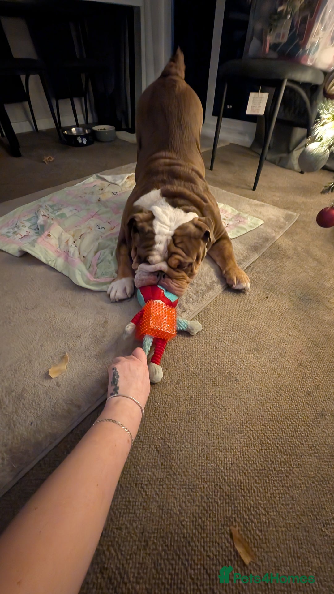 English Bulldog dogs for sale: Rolo  - Advert 4